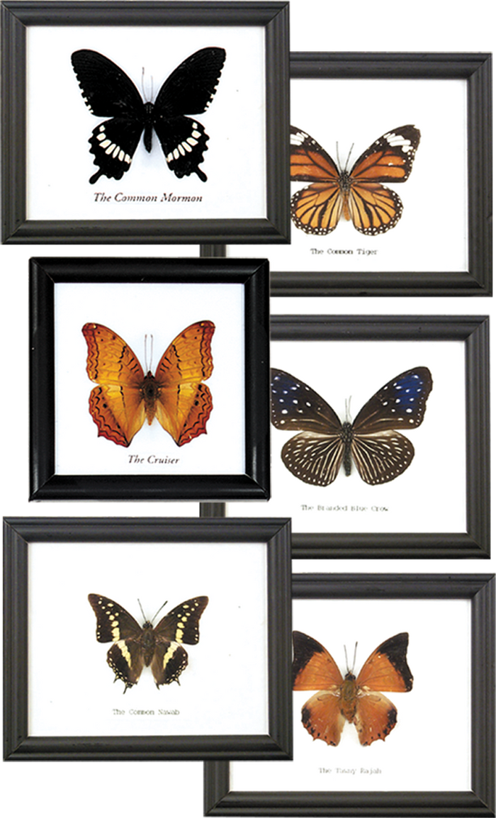 Butterfly Framed Taxidermy